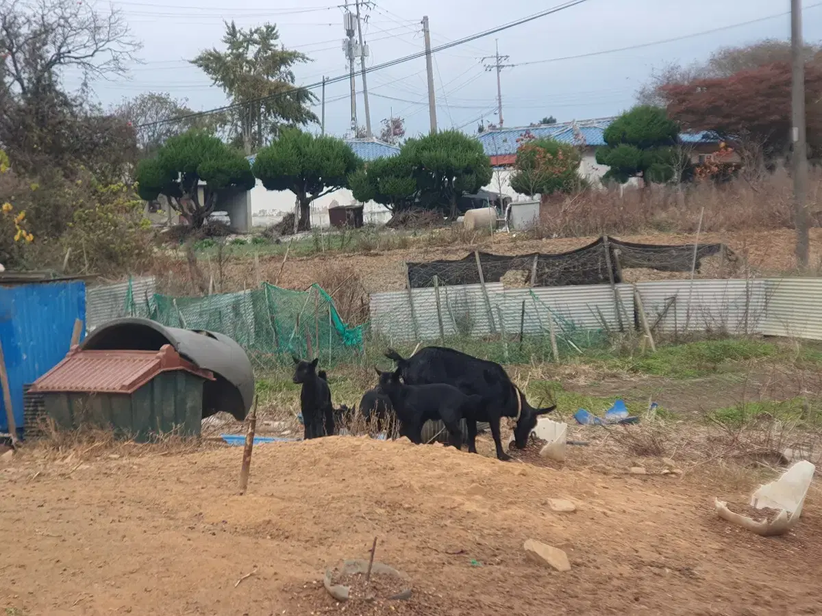 흑염소 판매합니다(암3마리, 숫1마리, 새끼4마리)